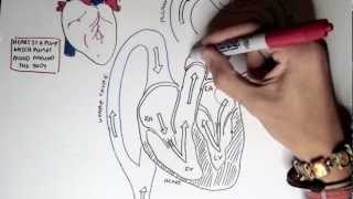 Cardiology  Heart Physiology I Cardiac Myocyte and Membrane Potential [upl. by Jahn]