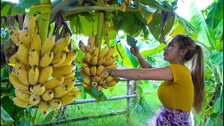 Fresh banana in my countryside and cook food recipe  Polin lifestyle [upl. by Notlil]