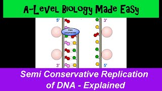 Semiconservative DNA replication explained  A Level Biology Made Easy [upl. by Jacky]