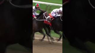 HORSE BITES RIVAL MIDRACE 😬  WATCH AS FIRENZE FIRE CLASHES WITH YAUPON  🎥 NYRA [upl. by Nhepets165]