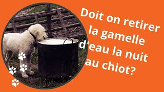 Doiton retirer la gamelle deau à un chiot la nuit [upl. by Odrick]