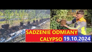 Sadzenie Kolejnej Odmiany Borówki Amerykańskiej Czas na CALYPSO [upl. by Nehgaem]