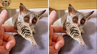 Cute And Funny Galago As A Pet Video  Galago lindo y divertido como un video de mascotas 264 [upl. by Adkins]