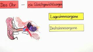 Das Ohr  Ein Gleichgewichtsorgan  Biologie  Humanbiologie [upl. by Ttennej]