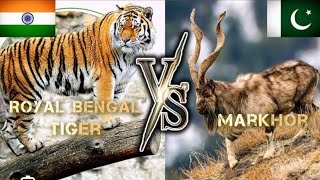 India The bengol tiger Vs Markhor PK [upl. by Daitzman]