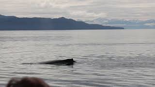 ￼ quick video of a whale making that horn noise [upl. by Frissell]