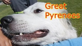 Great Pyrenees SWEET KISSES [upl. by Arayt]