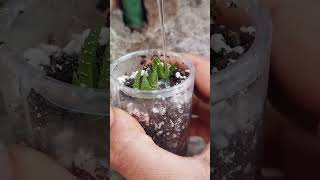 reuseplastic haworthia propagation update [upl. by Erminna]