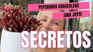 ¡Secretos Revelados La Peperomia Graveolens Cuidados Reproducción [upl. by Gold]