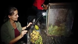 Saving a Baby Orangutan Part Two  Orangutan Diary  BBC Earth [upl. by Llednov]