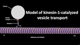 Model of kinesin 1 catalyzed vesicle transport [upl. by Ellehcear384]