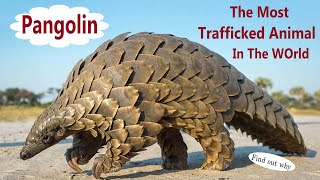 Pangolin The Most Scaly and Trafficked Mammal On Earth [upl. by Ecinnahs148]