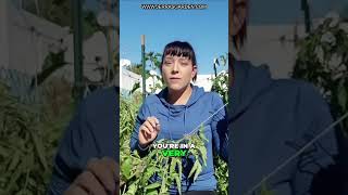 How to Ripen Green Tomatoes Faster Tips for Cold Climate Gardening [upl. by Stanislas]