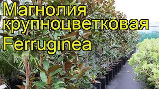 Магнолия крупноцветковая Феруджиния Краткий обзор описание magnolia grandiflora Ferruginea [upl. by Keeler]