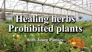 Healing Herbs Prohibited Plants English subtitles [upl. by Tebzil768]