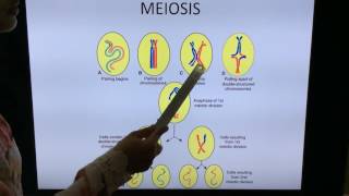 General Embryology Mitosis Meiosis and Gametogenesis  By Dr Vijaya [upl. by Sivatnod]