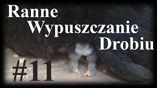 Ranne wypuszczanie drobiu 11 [upl. by Baiel]