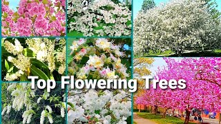 Top Most Popular Flowering Trees With Names  Flowering Trees For Garden  Great Landscaping Trees [upl. by Suired782]