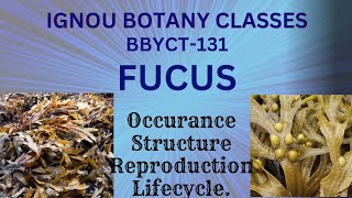 IGNOU BSCG  BBYCT131  FUCUS OCCURANCE STRUCTUREREPRODUCTION LIFECYCLE [upl. by Dimo918]