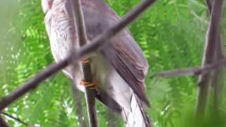 Common Hawk Cuckoo AKA Brain fever bird calling [upl. by Danieu]