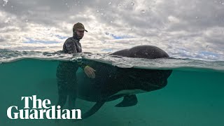 Rescuers race to save stranded pilot whales in Australia after mass beaching — video [upl. by Imtiaz]