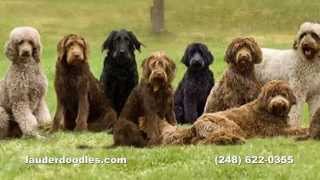 Labradoodle Dog Breeder  Northwest Ohio Dog Ranch [upl. by Rosaleen929]