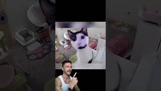 Sera que faz bem para os gatos ouvir o dono longe de casa [upl. by Justis9]