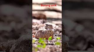 Burung nightjar yg unik shorts birds subscribe [upl. by Rayle147]