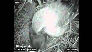 A shiny cowbird making a presunrise laying visit to a chalkbrowed mockingbird nest [upl. by Anselmo356]