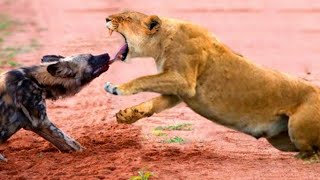 ¡Este León Se Metió Con El Oponente Equivocado La increíble lucha por la supervivencia [upl. by Emil516]