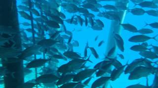 Kandolhu Island  Maldives  Snorkeling under the jetty [upl. by Regazzi]