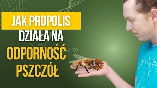 Jak propolis wpływa na odporność pszczół [upl. by Annaili]