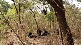 ISU anthropologist witnesses rare lethal aggression in African chimps [upl. by Trimmer549]