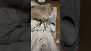 オレ目薬いややってんけど頑張ってん【ポメラニアン】ポン太 ポメラニアン pomeranian モフモフ ペロリ [upl. by Auohs888]