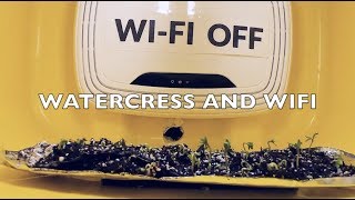 Watercress and Wifi  The Controlled Experiment 2019 [upl. by Ynitsed426]