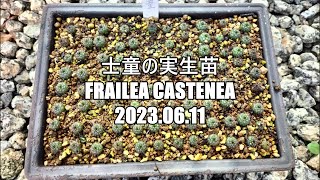 士童の実生苗 Frailea castenea 2023 06 11 [upl. by Larkin]