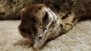 Baby Ostrich slowly falls asleep  SO cute [upl. by Renee]