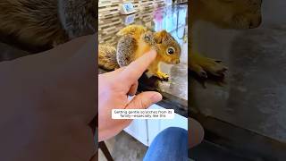 This young woman rescues a baby squirrel 😘 [upl. by Atinauj]