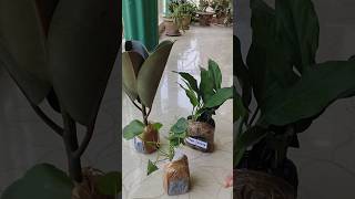 Indoor Plants from Meesho 🌱  Best Indoor plants meesho shortsfeed [upl. by Ynafetse]