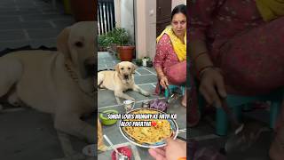 Simba bhi Khayega Aloo Paratha😍❤️ vlog doglover pets minivlog ytshorts dogshorts [upl. by Ellimaj]