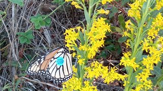 Monarch ButterflyMigration To Mexico Imelda Ingram USA [upl. by Malha970]