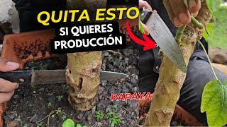 Si quitas los chupones y Capas tu planta de papaya tendrás un arbolito enano hermoso lleno de frutos [upl. by Introk]