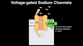 Voltage gated Na channels [upl. by Beaner]