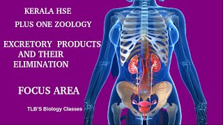 Excretory Products and their Elimination Focus area Plus One Zoology Kerala Higher Secondary [upl. by Ahsiat]