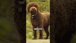 Why Lagotto Romagnolos Make Great Pets [upl. by Saimerej]