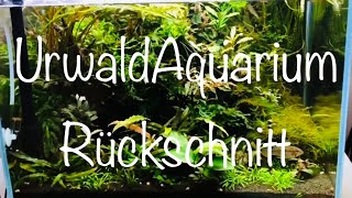 Das Urwald Aquarium aquaristik aquarium aquascape [upl. by Russell153]