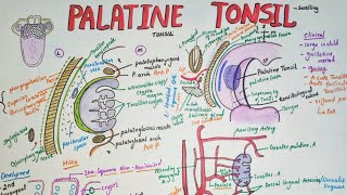 Palatine tonsils Anatomy  borders  blood supply clinical aspects [upl. by Feilak]