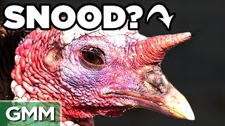 8 Strange Turkey Facts [upl. by Lamoureux]