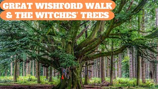 WALKS IN WILTSHIRE at GREAT WISHFORD GROVELY WOOD amp THE WITCHES TREES 4K [upl. by Letsou]