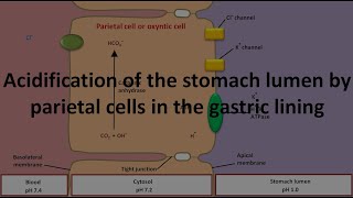 HCl production by parietal cell or oxyntic cell in stomach [upl. by Benco955]